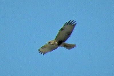 IMG_2188 (3)