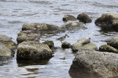 キアシシギ_190727_前浜干潟