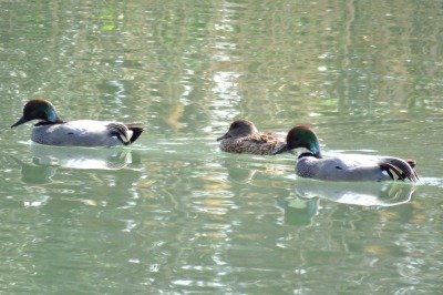 190312_ヨシガモ_潮入りの池_古沢撮影