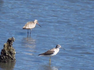 オオソリハシシギとアオアシシギ_191009_潮入りの池