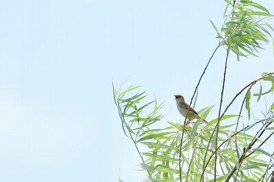 IMG_6519