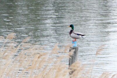 マガモ_240302_東京港野鳥公園_恩田幸昌_IMG_0569_trim