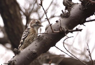 コゲラー180123-東園 (7)