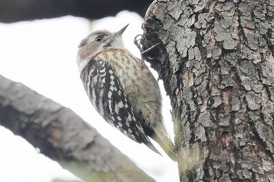 小啄木鳥0P4A9377鳥