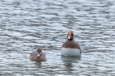 DSC_1627-DeNoiseAI-standard