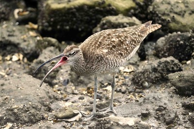 チュウシャクシギ_240806_東京港野鳥公園_前浜干潟_公財日本野鳥の会_レンジャー青木撮影