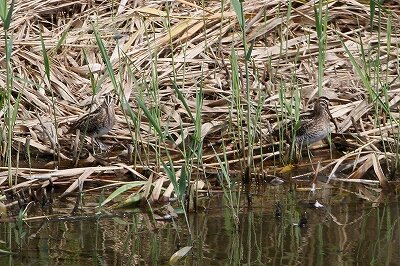 タシギ_230928_東京港野鳥公園_恩田幸昌_MG_7705_trim