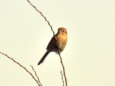 モズー191026－東淡水池