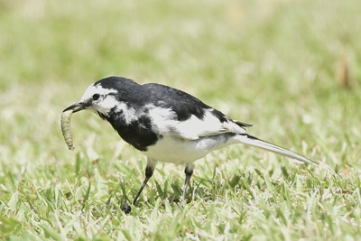 ハクセキレイ_240411_東京港野鳥公園_芝生広場_公財日本野鳥の会_レンジャー青木撮影