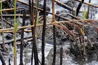タシギ_250316_東京港野鳥公園_東淡水池_公財日本野鳥の会_レンジャー青木撮影