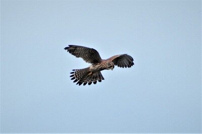 DSC_1039 (2)
