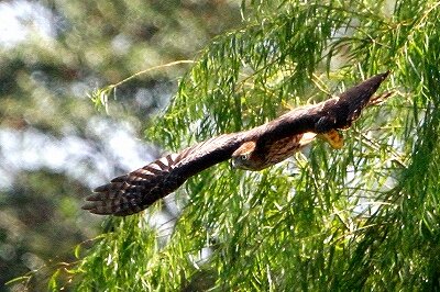オオタカ_230913_東京港野鳥公園_恩田幸昌_MG_7084_trim