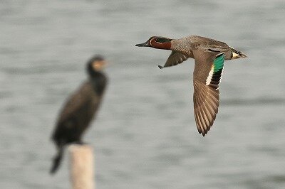 小鴨0P4A0556鳥