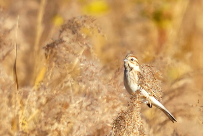 オオジュリン_241207_東京港青木撮影_東淡水池_公財日本野鳥の会_レンジャー青木撮影1.1