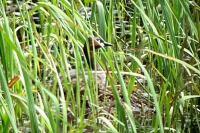 カイツブリ_230620_東京港野鳥公園_恩田幸昌_IMG_7918_trim