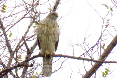 オオタカ_171128_東京港野鳥公園_古沢撮影_IMG_0058_trim
