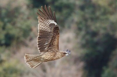 IMG_7195（トリミング）