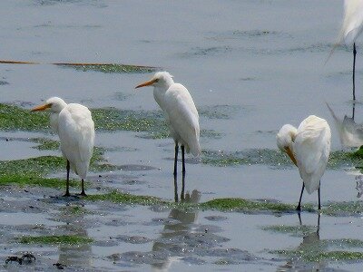 アマサギ_200604_潮入りの池