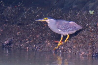 ササゴイ_20200708_東京港野鳥公園_レンジャー撮影