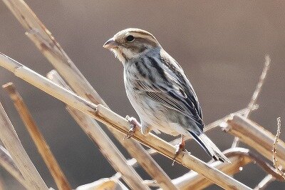 大寿林0P4A3201鳥