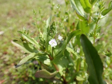 P4210236