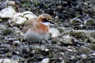 190429_メダイチドリ_前浜_青木撮影