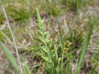 P4210227