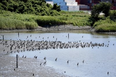 カワウ_190811_潮入りの池