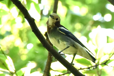 コムクドリ_20200829_東京港野鳥公園_レンジャー撮影