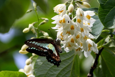 アオスジ_ハクウン_170503_東京港_恩田撮影_MG_3250_trim - コピー