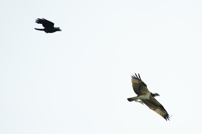 ミサゴ_240818_東京港野鳥公園_潮入りの池_公財日本野鳥の会_レンジャー青木撮影1.1