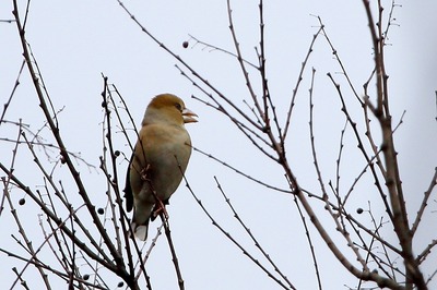 シメ_180130_東京港野鳥公園_恩田撮影_MG_8790_trim