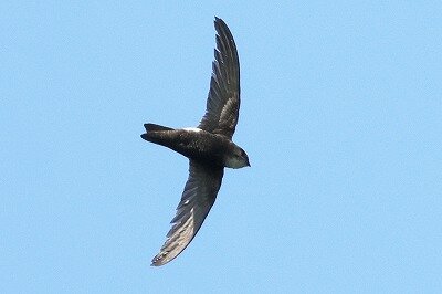 2025年6月18日の野鳥公園 : 東京港野鳥公園 レンジャーブログ