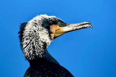 カワウ_231116_東京港野鳥公園_恩田幸昌_IMG_2151_trim