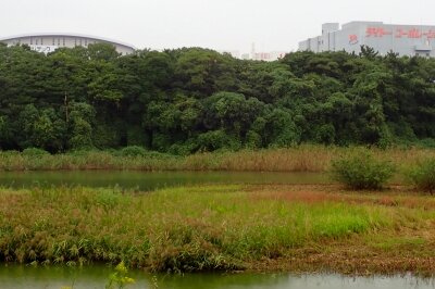オオタカ_221007_東京港野鳥公園_恩田幸昌_PA070354_trim