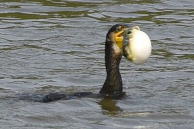 カワウ_20200808_東京港野鳥公園_レンジャー撮影