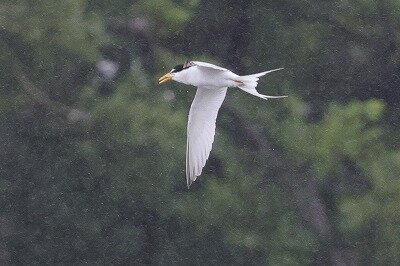 小鯵刺0P4A5476鳥
