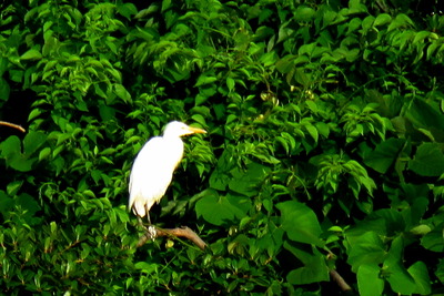 アマサギ_170527_東京港野鳥公園_恩田撮影_IMG_0048_trim