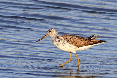 アオアシシギ_170502_東京港野鳥公園_恩田撮影_MG_3239_trim