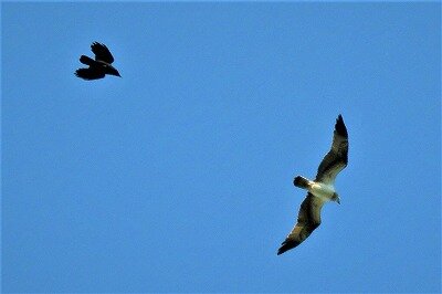 IMG_2522 (2)