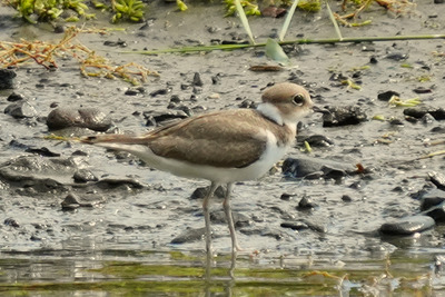 イカルチドリ_240809_東京港野鳥公園_潮入りの池_公財日本野鳥の会_レンジャー青木撮影2