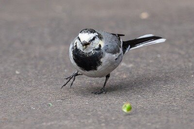 2025年12月20日の野鳥公園 : 東京港野鳥公園 レンジャーブログ