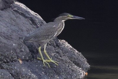 笹五位若0P4A2302鳥