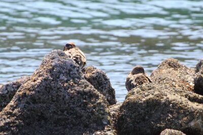 コガモ_240310_東京港野鳥公園_恩田幸昌_IMG_0865_trim