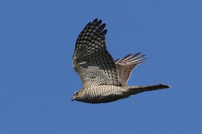 灰鷹0P4A7478鳥