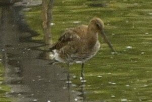 オグロシギ_20200812_東京港野鳥公園_レンジャー撮影(2)
