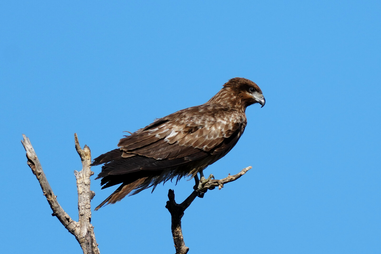 2025年1月18日の野鳥公園 : 東京港野鳥公園 レンジャーブログ
