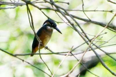 カワセミ_230617_東京港野鳥公園_恩田幸昌_MG_2557_trim