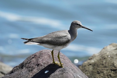 キアシシギ_240827_東京港野鳥公園_前浜干潟_公財日本野鳥の会_レンジャー青木撮影1