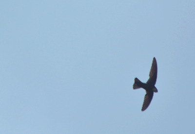 hpヒメアマツバメー170514ーミニ生態園 (7)